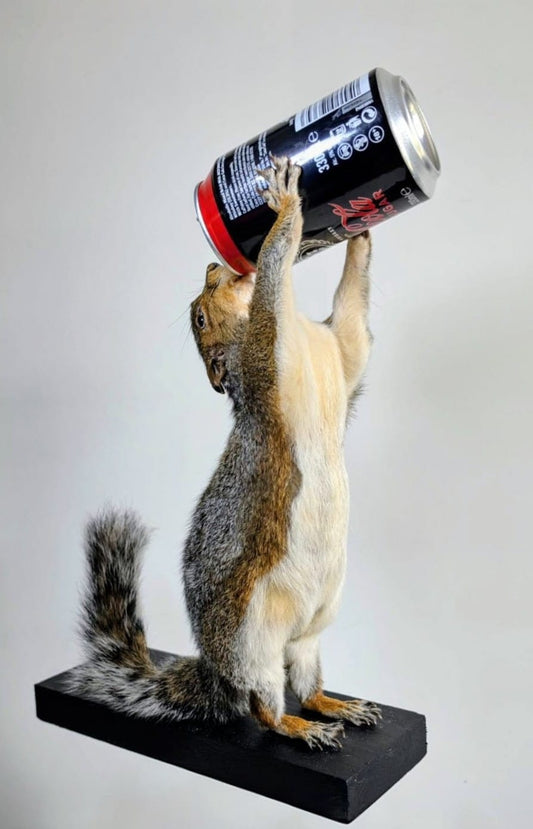 ' Whisky Whiskers' taxidermy Squirrel