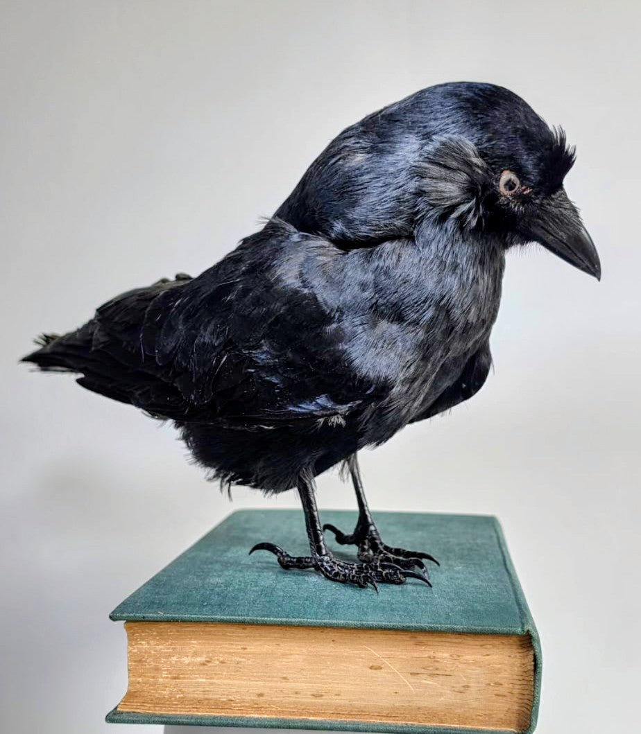 Professor Corvid  Taxidermy Jackdaw