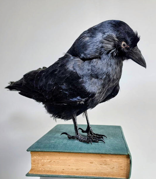 Professor Corvid  Taxidermy Jackdaw