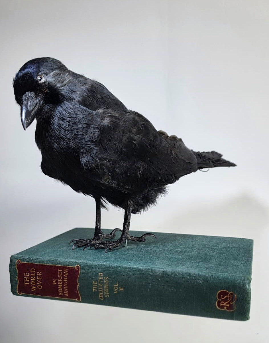 Professor Corvid  Taxidermy Jackdaw