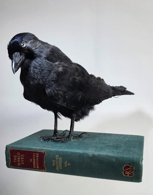 Professor Corvid  Taxidermy Jackdaw