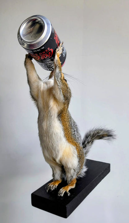 ' Whisky Whiskers' taxidermy Squirrel