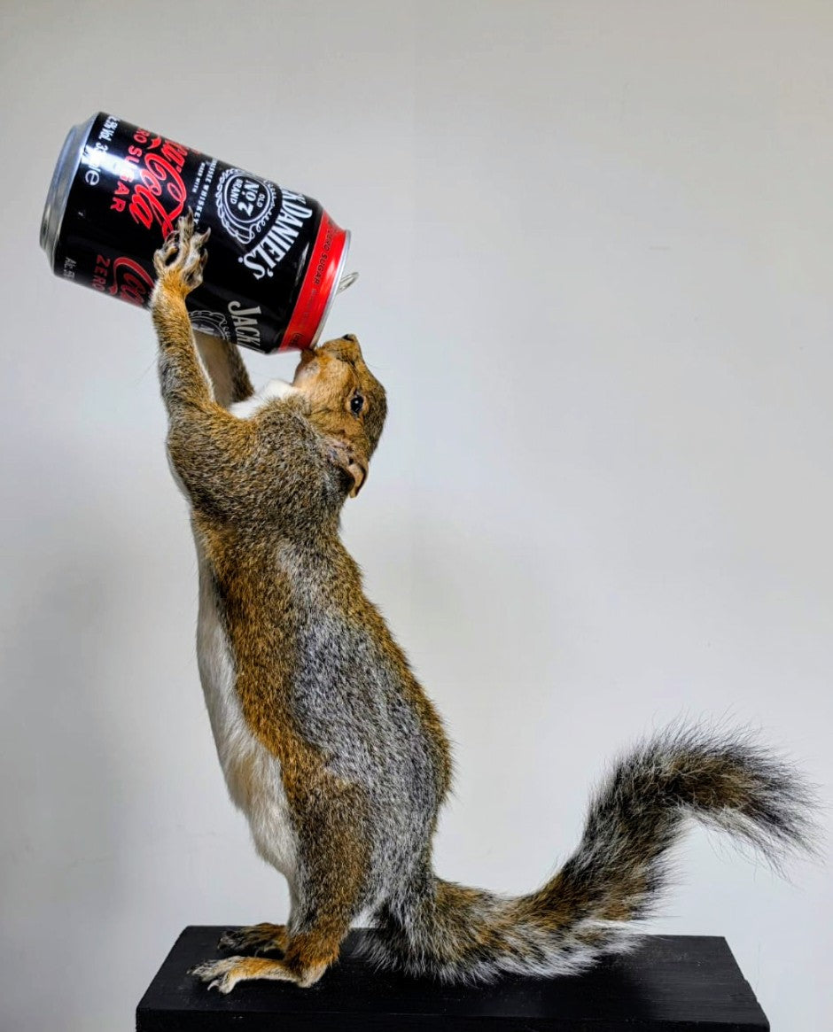 ' Whisky Whiskers' taxidermy Squirrel